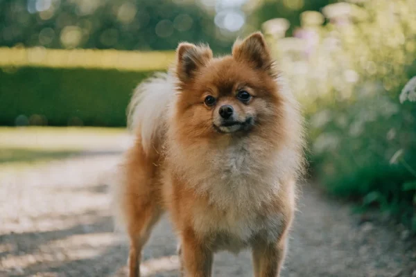 Orange sable Pomeranian standing alert on a garden path in warm afternoon light with a fluffy plumed tail curled over its back