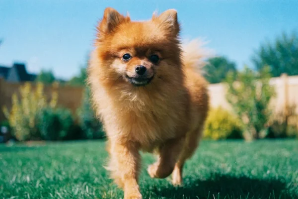 Pomeranian trotting energetically across a sunny backyard lawn
