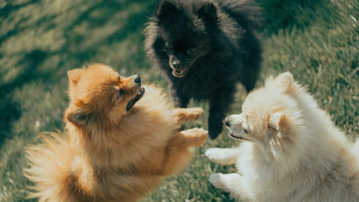 Pomeranian Genetics: Coat Colors, Size Reduction History, and Alopecia Risk