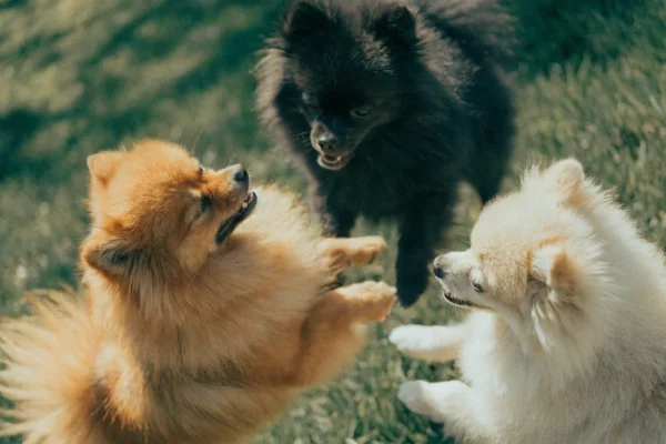 Pomeranians in orange, black, and cream coat colors together outdoors, illustrating the breed's color genetics