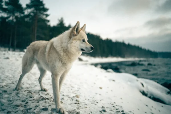 Cream and white spitz-type dog standing in a snowy Baltic coastal landscape resembling the Pomeranian's larger ancestors