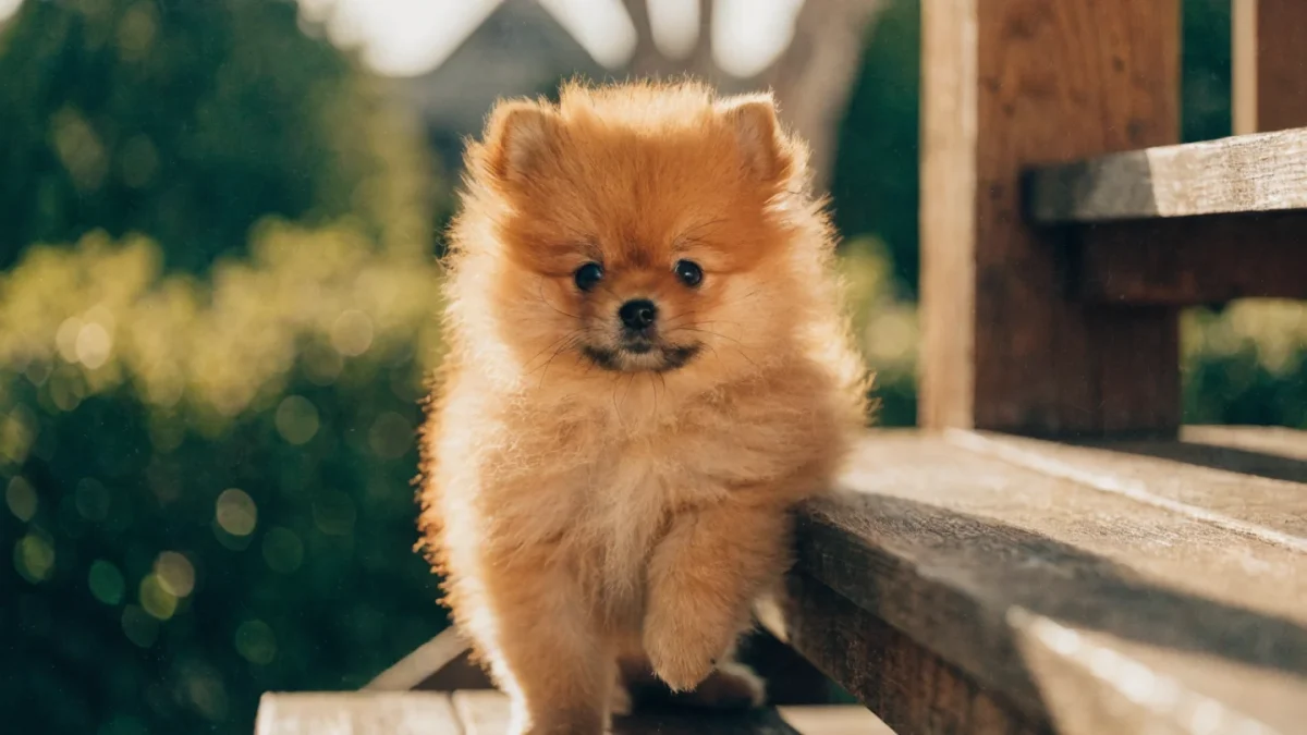 Pomeranian Puppy Buying Guide: What to Look For