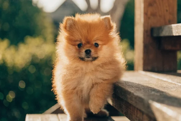 Small orange Pomeranian puppy sitting alert on a sunlit porch step