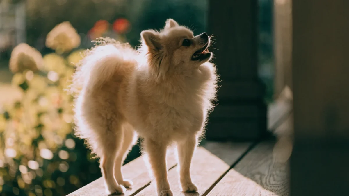 Pomeranian Temperament: Tiny Body, Titan Personality