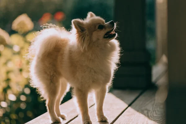 Cream Pomeranian barking alertly from a porch step with morning rim light highlighting its fur
