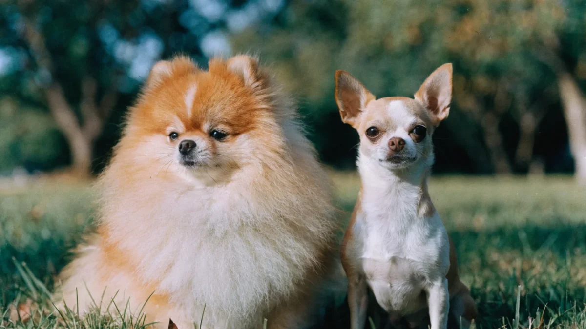 Pomeranian vs Chihuahua: Tiny Breeds Compared