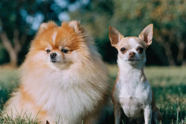 Pomeranian and Chihuahua sitting side by side outdoors on a park lawn