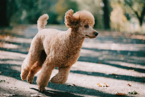 Apricot Standard Poodle with curly coat walking along a leafy park path
