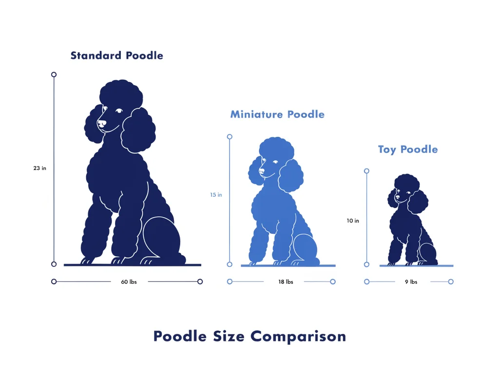 Size comparison infographic showing Standard, Miniature, and Toy Poodle heights and weights