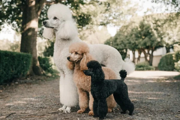 Three poodles of different sizes — Standard, Miniature, and Toy — standing together in a sunlit garden