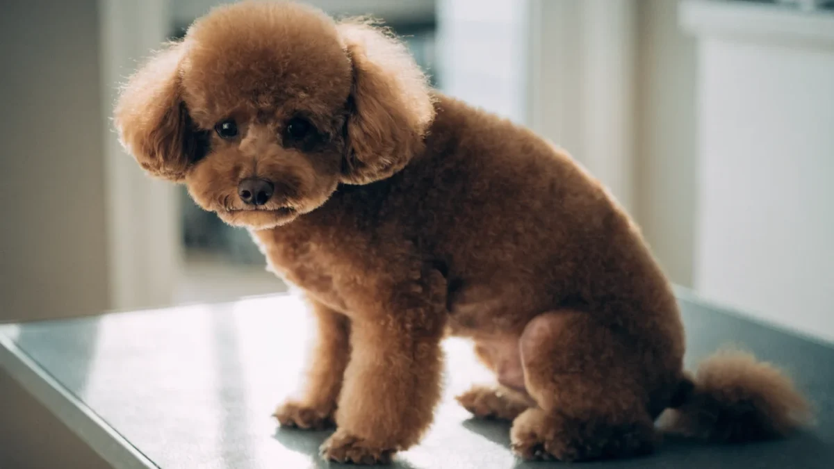 Poodle Haircuts and Clips: From Puppy Cut to Continental
