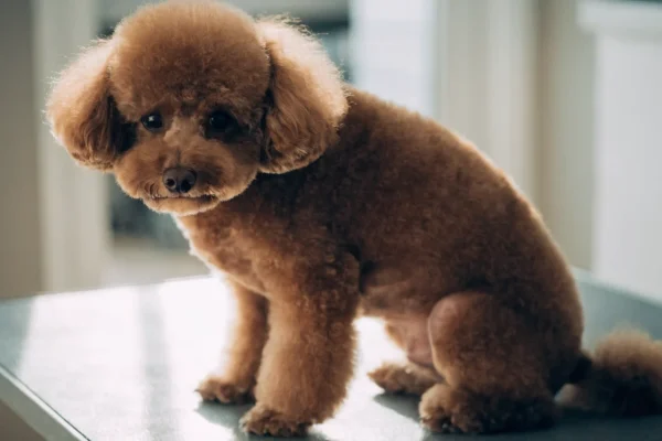 Miniature Poodle with teddy bear cut showing trimmed curly coat