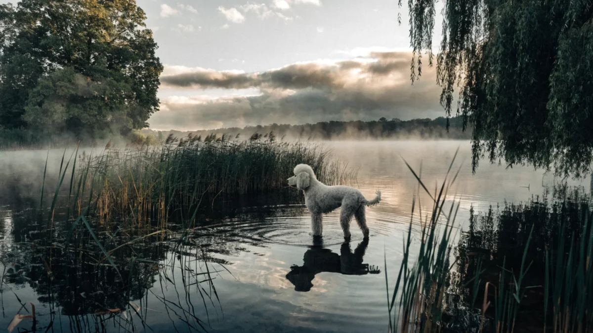 History of the Poodle: From German Water Dog to French National Treasure