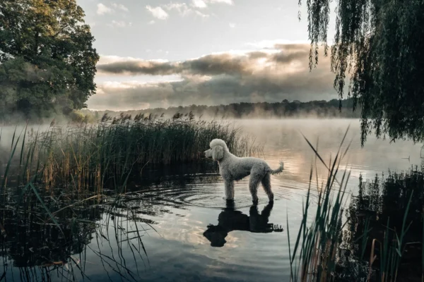 White Standard Poodle standing in shallow water at the edge of a misty European lake at dawn