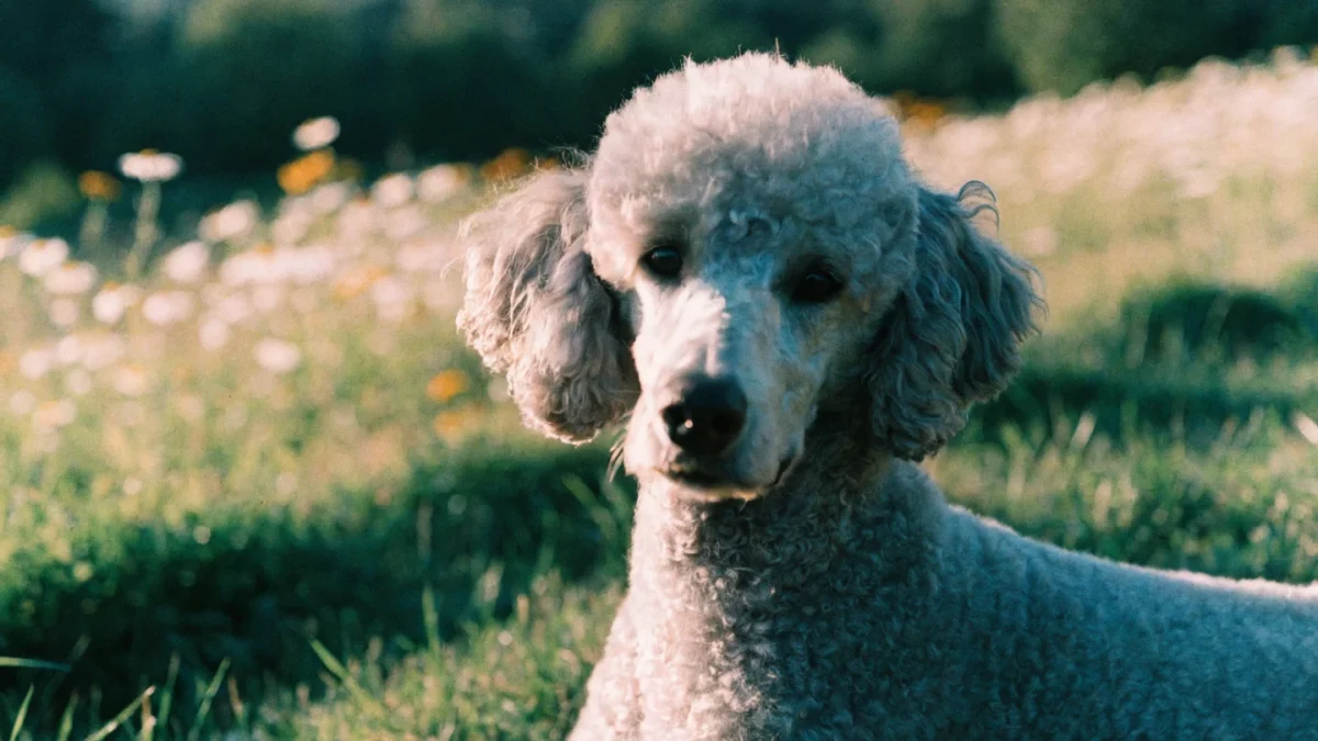 Poodle Temperament: Far More Than a Pretty Haircut