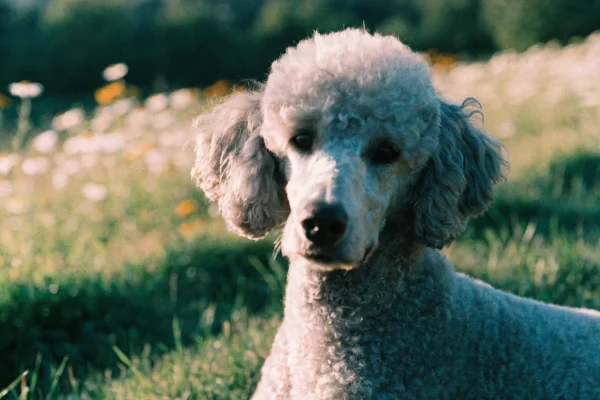 Silver Standard Poodle in a sporting clip lying on a grassy hillside with an alert, attentive expression