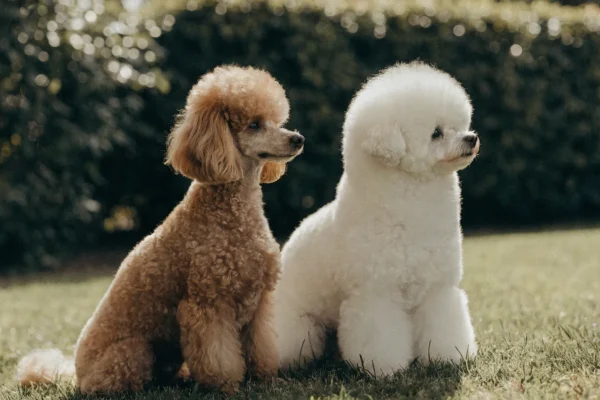 Apricot Miniature Poodle and white Bichon Frise sitting side by side on a lawn