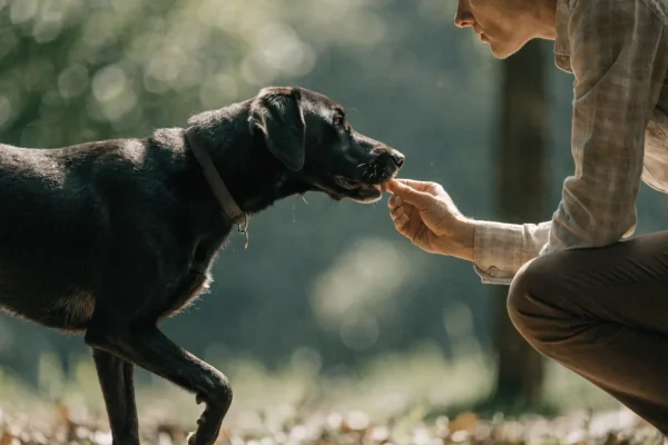 Dog trainer rewarding dog with treat for sitting during positive reinforcement training