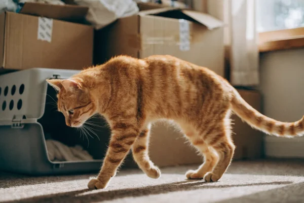 Cat carrier with blanket sitting near moving boxes