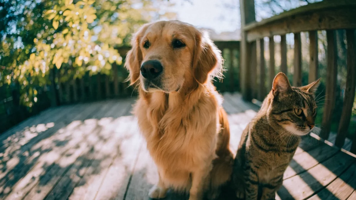 Preventive Care for Pets: The Complete Guide to Keeping Your Pet Healthy