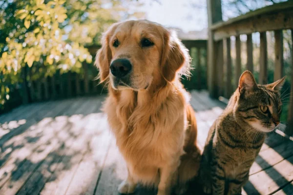 Golden retriever dog and tabby cat sitting together outdoors on a sunny porch