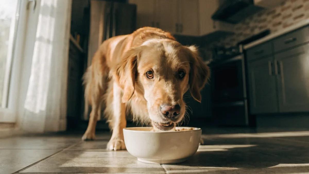 Golden retriever eating from a bowl, representing gut health and nutrition for dogs