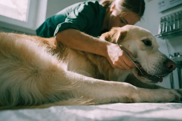 Veterinarian performing a dental exam on a golden retriever in a clinic