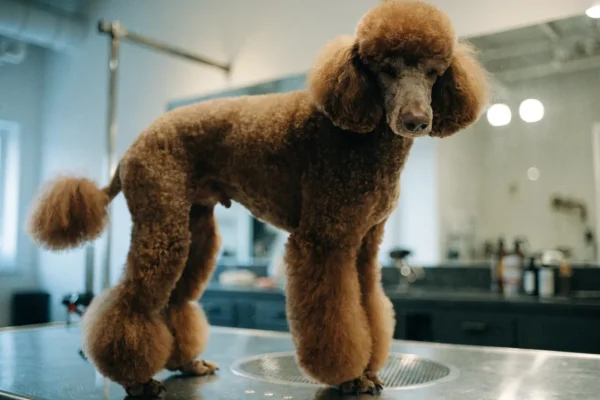 Standard Poodle on a professional grooming table in a bright salon, freshly trimmed with classic Poodle cut