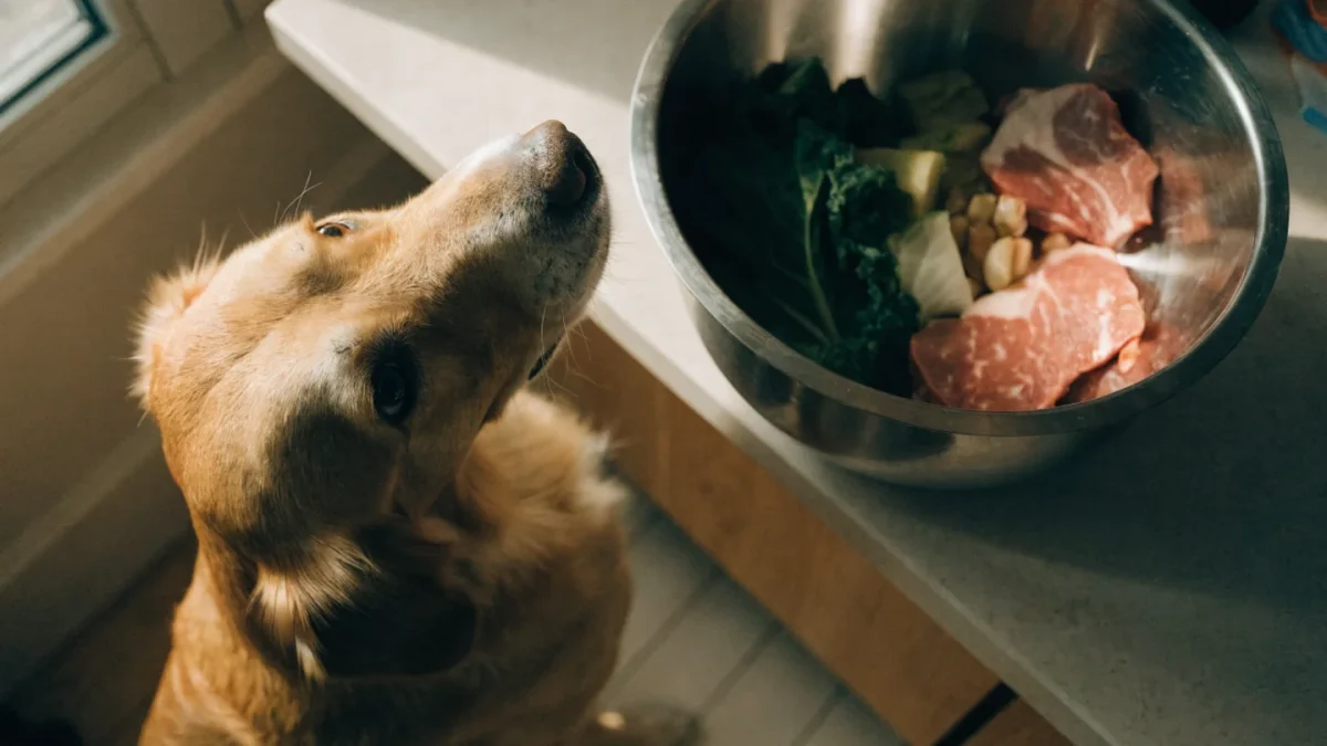 The Pros and Cons of Raw Feeding: What Veterinary Research Shows