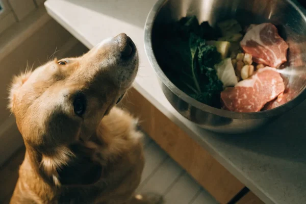 Golden retriever near a bowl of raw food, representing the raw feeding discussion
