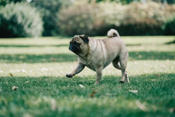 Fawn Pug trotting playfully across a grassy park lawn