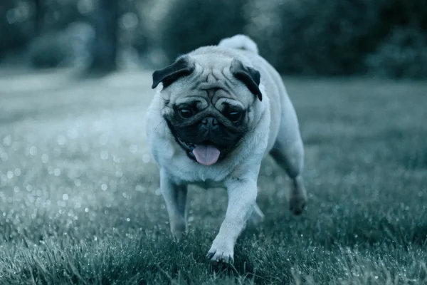 Fawn pug walking across a dewy lawn in early morning light