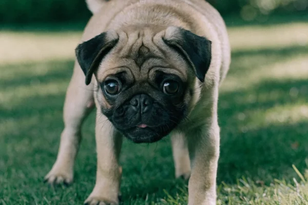 Fawn pug puppy playing outdoors on a grassy lawn