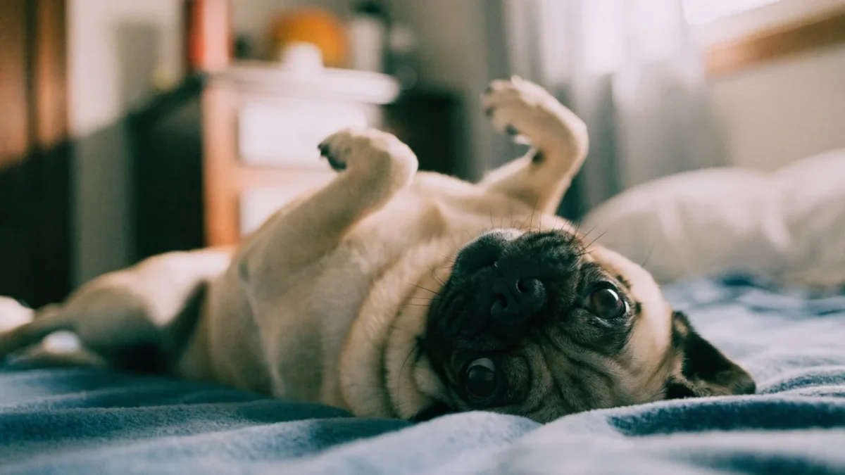 Pug Temperament: Comedians With an Irresistible Need for Your Lap