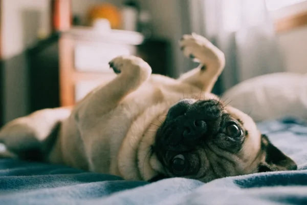 Fawn pug lying on its back on a blue blanket looking playfully up at the camera in warm indoor light