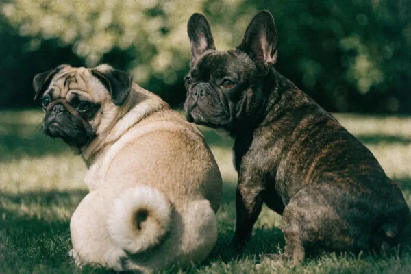 Pug and French Bulldog sitting together in a garden