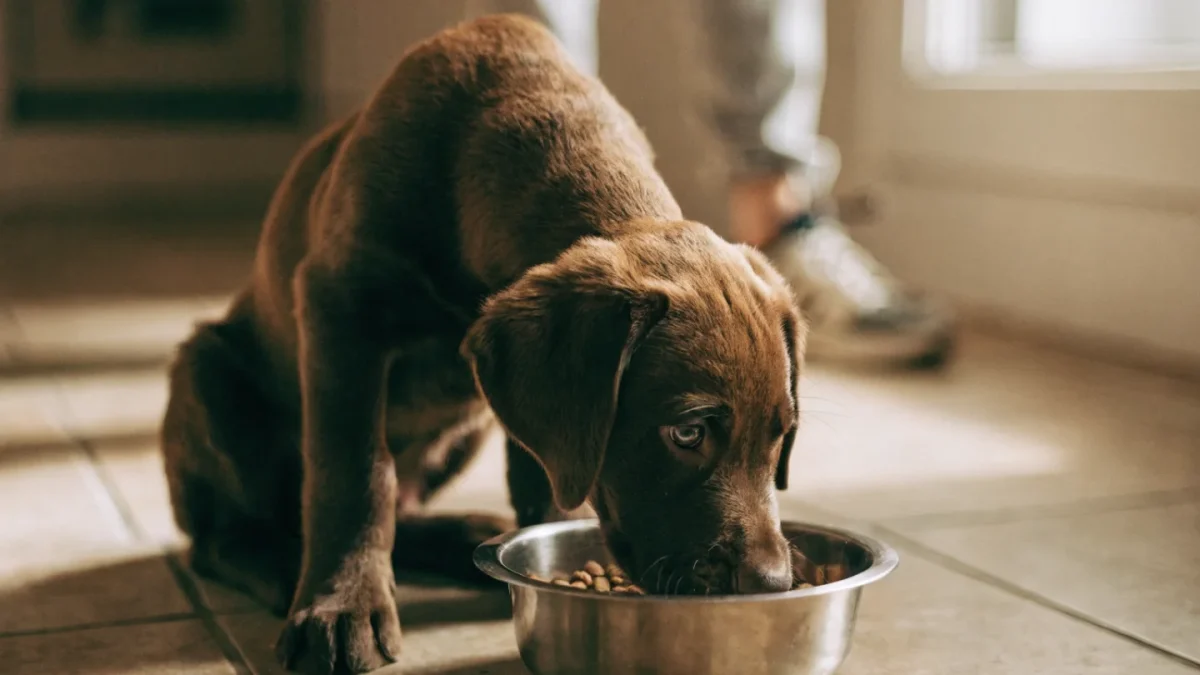 Puppy Feeding Schedules by Age: From Weaning to Adulthood