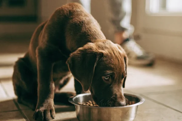 Chocolate Labrador puppy eating from a stainless steel bowl on a kitchen floor
