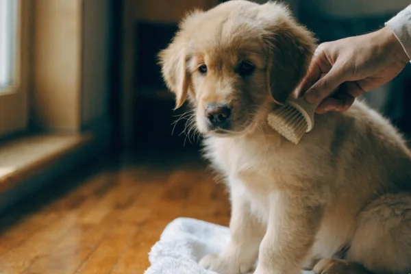 Fluffy Golden Retriever puppy being gently brushed for the first time on a white towel, alert and curious expression in natural window light