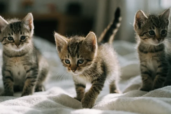 Three young kittens at approximately four weeks old exploring a soft blanket