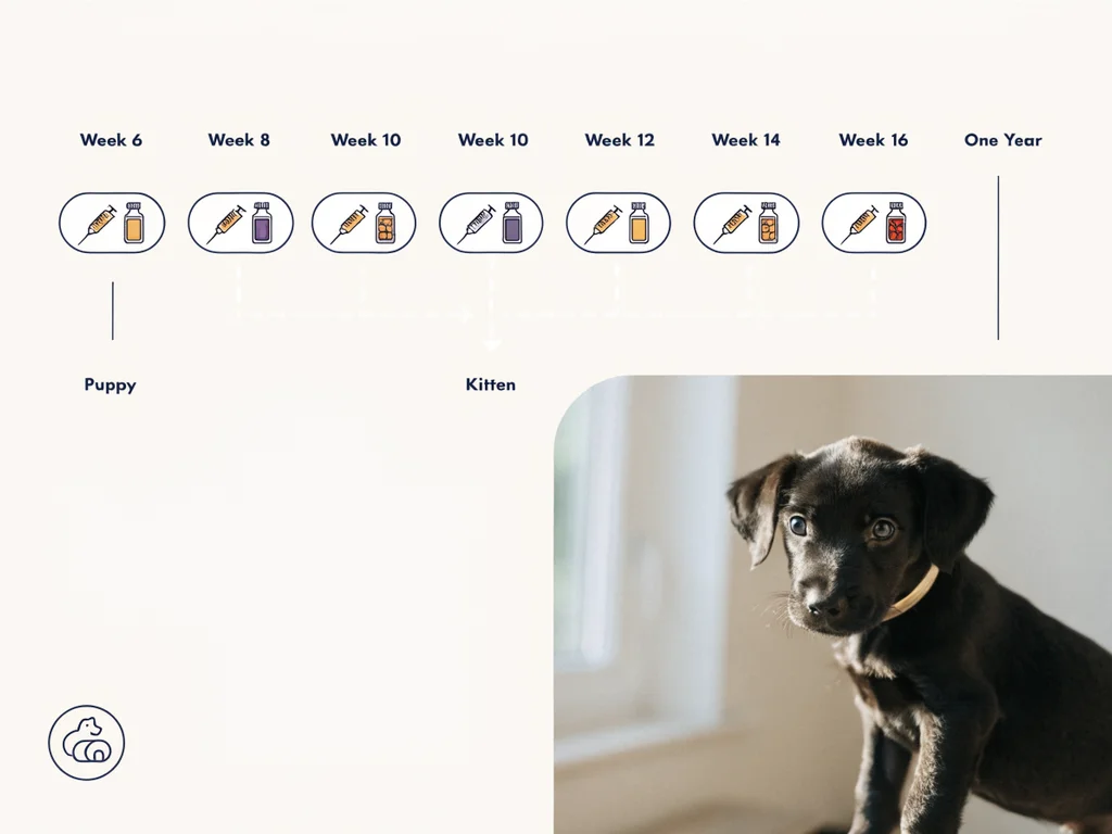 Visual timeline of puppy and kitten vaccination schedule first year