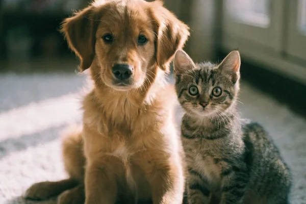 Golden retriever puppy and tabby kitten sitting together on a soft rug in warm light