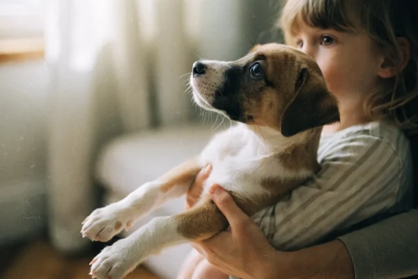 Young puppy being socialized with a small child during the critical socialization window