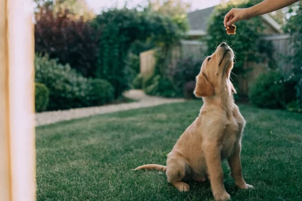 Golden retriever puppy learning to sit during outdoor training session