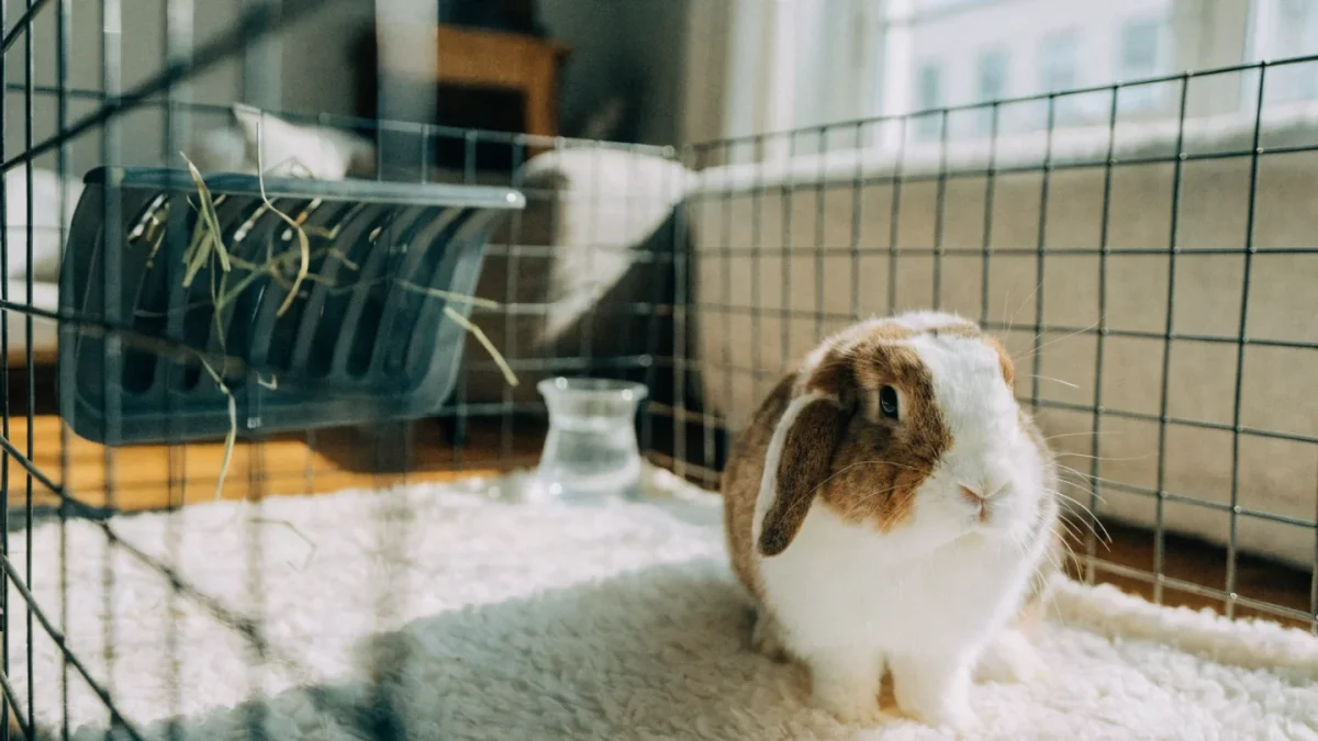 Rabbit Housing: Indoor Pens, Free-Roaming, and Bunny-Proofing