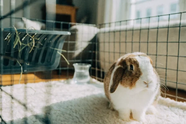 Indoor rabbit exercise pen setup in a living room with a Holland Lop rabbit on fleece bedding
