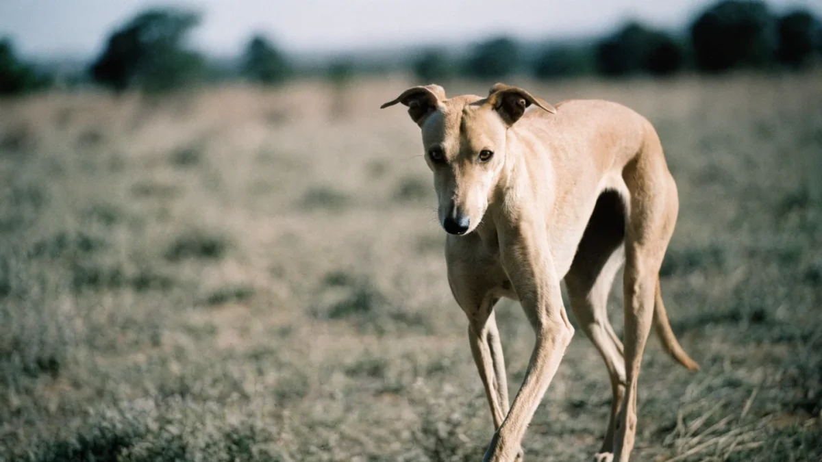 Lean fawn Azawakh sighthound standing alert in an open sunlit grassland, representing rare dog breeds