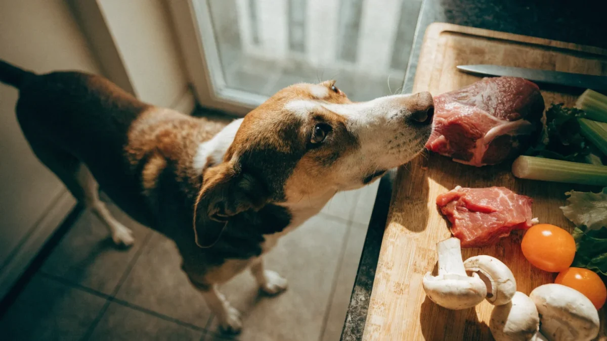 Raw and BARF Diets for Dogs and Cats: The Complete Evidence-Based Guide