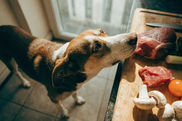 Dog examining raw food ingredients on a cutting board, illustrating raw diet preparation at home