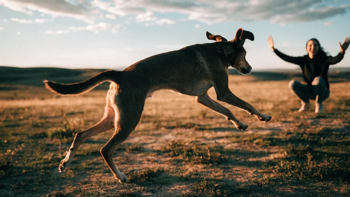 Reliable Dog Recall: The Complete Guide to Off-Leash Freedom